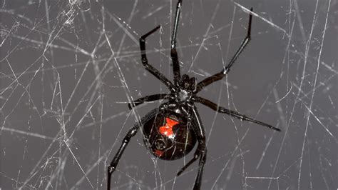 Show Me a Picture of a Black Widow Spider: A Journey into the Web of Curiosity and Imagination