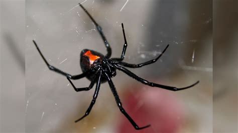 Show Me a Picture of a Black Widow Spider: A Web of Intrigue and Misconceptions